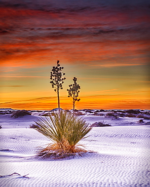 A Yucca plant growing in the white sand, White Sands National Monument, Alamogrodo, New Mexico, United States of America