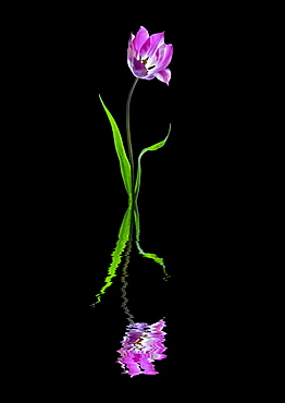 Purple and white tulip reflected in water on a black background