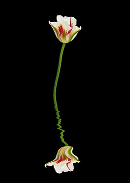 Red, green and white tulip reflected in water on a black background