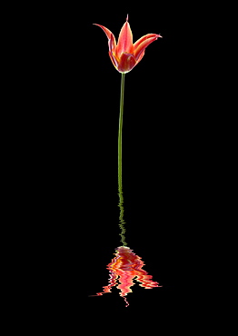 3 pointed tulip reflected in water on a black background