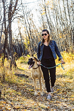 A beautiful woman stopping while walking her Great Dane through the woods in a city park on a warm fall evening, Edmonton, Alberta, Canada