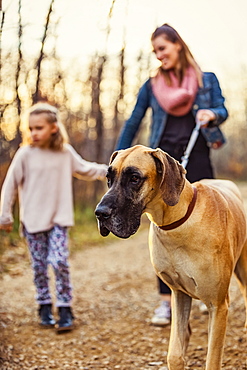 A young mom and her daughter walking their Great Dane in a park on a warm autumn evening, Edmonton, Alberta, Canada