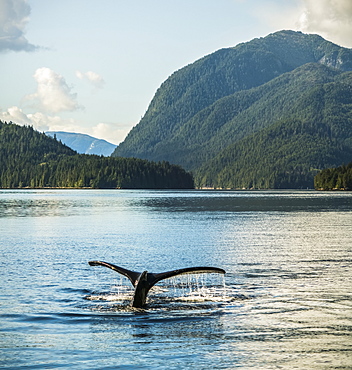 Humpback whale (Megaptera novaeangliae) fluke seen while the whale is diving, Hartley Bay, British Columbia, Canada