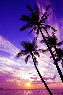 Palm trees at sunset, Wailea, Maui, Hawaii, United States of America