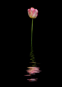 Art image of a pink and white tulip reflected in water