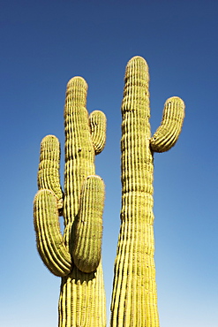 A pair of mature Saguaro cactus (Carnegiea gigantea) in the Sonoran Desert against a blue sky, Arizona, United States of America