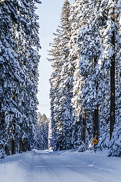 Snow covered road and trees, Ashland, Oregon, United States of America