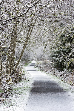 Snow falls on Netul River Trail, Astoria, Oregon, United States of America