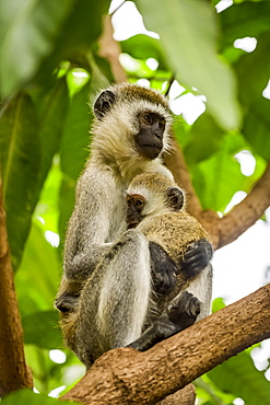 Vervet monkey (Chlorocebus pygerythrus) mother and baby in tree, Serengeti National Park, Tanzania