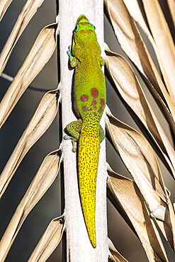 This gold dust day gecko (Phelsuma laticauda) resting on a palm tree was photographed on the Kona coast of the Big Island, Hawaii, where it is an introduced species, Island of Hawaii, Hawaii, United States of America