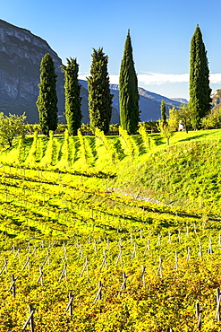 Rows of grapevines on rolling hills with tall trees and mountains in the background, Calder, Bolzano, Italy