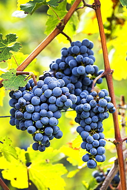 Clusters of purple grapes hanging from the vine, Caldaro, Bolzano, Italy