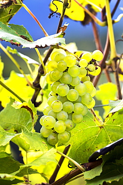 Cluster of white grapes hanging from the vine, Caldaro, Bolzano, Italy