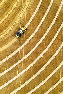 Aerial view directly above a combine collecting lines of grain, Beiseker, Alberta, Canada