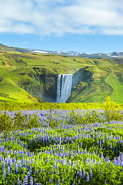 Lupins bloom in front of Skogafoss waterfall, Skoga, Iceland