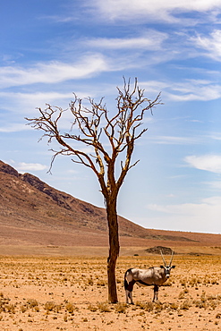 An antelope stands under a tree in the desert, Sossusvlei, Hardap Region, Namibia