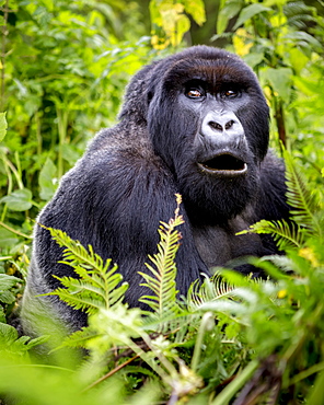 A Gorilla from the Giranzea Gorilla family sitting in the lush foliage with it's mouth open, Northern Province, Rwanda