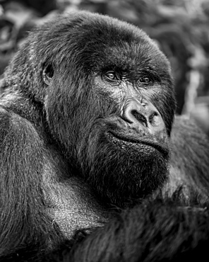 Black and white close-up portrait of a gorilla, Northern Province, Rwanda