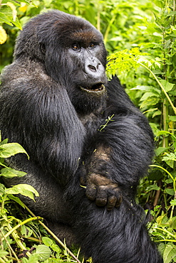 A gorilla sitting in the lush foliage, Northern Province, Rwanda