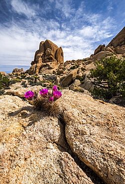 A Hedgehog Cactus blooms between two rocks in Joshua Tree National Park, California, United States of America