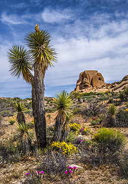 Blooming wildflowers and plants in Joshua Tree National Park, California, United States of America