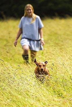 Hungarian Vizsla running from woman in field towards the camera, Reigate, Surrey, England