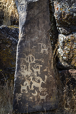 Excellent petroglyphs found at Columbia Hills Historical State Park, Murdock, Washington, United States of America