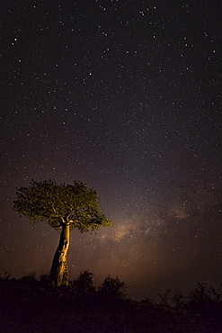 A starry sky with light glowing on the horizon and a tree in the foreground, Ethiopia