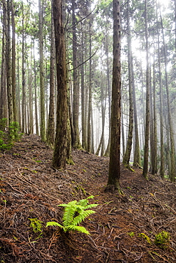 Tall Redwood trees at 6,000 feet elevation, Poli Poli State Park, Kula, Maui, Hawaii, United States of America