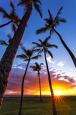 The sun sets behind silhouetted palm trees, Kihei, Maui, Hawaii, United States of America