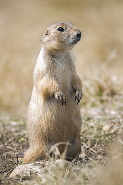 Black-Tailed Prairie Dog (Cynomys ludovicianus), Grasslands National Park, Saskatchewan, Canada