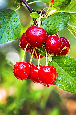 Close-up of a cluster of cherries on the tree with water droplets, Calgary, Alberta, Canada