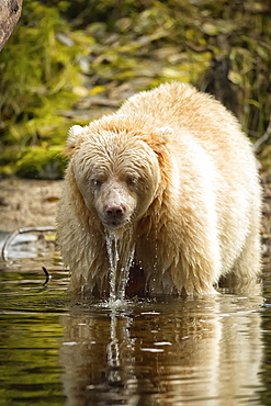 A Kermode Bear (Ursus americanus kermodei), also known as a Spirit Bear, standing in the water with water dripping off it's fur