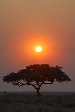 Sun setting behind lone acacia tree on the edge of the Katavi Plain in Katavi National Park, Tanzania