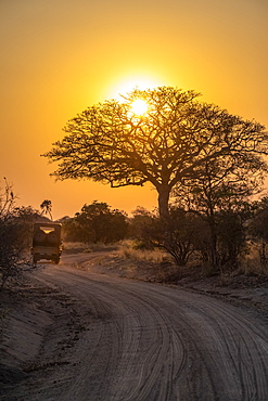 Safari vehicle drives toward the rising sun shining through the branches of a leafless tree in Katavi National Park, Tanzania