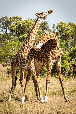 Two Masai giraffe (Giraffa camelopardalis tippelskirchii) stand necking on savannah, Serengeti, Tanzania