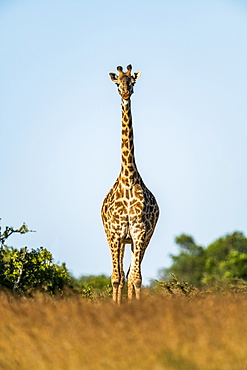 Masai giraffe (Giraffa camelopardalis tippelskirchii) stands facing camera on horizon, Serengeti, Tanzania