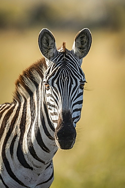 Close-up of plains zebra (Equus quagga) looking at camera, Serengeti, Tanzania