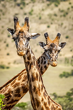 Close-up of two Masai giraffe (Giraffa camelopardalis tippelskirchii) crossing necks, Serengeti, Tanzania