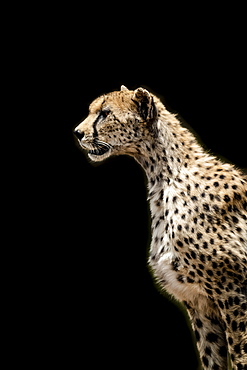 Close-up of female cheetah (Acinonyx jubatus) with black background, Serengeti, Tanzania