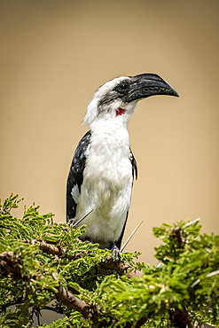 Female Von der Decken's hornbill (Tockus deckeni) on thornbush, Serengeti, Tanzania