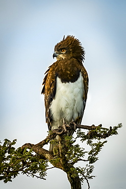 Black-chested snake-eagle l(Circaetus pectoralis) looking down from leafy treetop, Serengeti, Tanzania