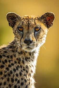 Close-up of female Cheetah (Acinonyx jubatus) turning head, Serengeti, , Tanzania