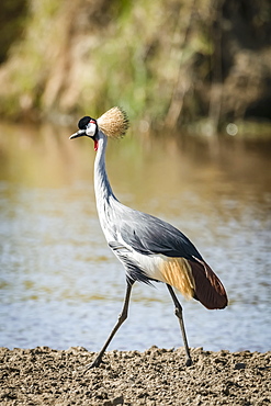 Grey crowned crane (Balearica regulorum) walking along river bank, Serengeti, Tanzania