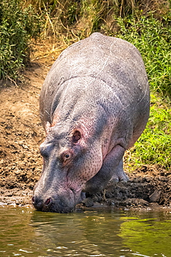 Hippopotamus (Hippopotamus amphibius) on river bank bends to drink, Serengeti, Tanzania