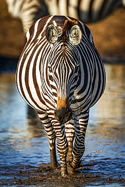 Plains zebra (Equus quagga) walks through puddle towards camera, Serengeti, Tanzania