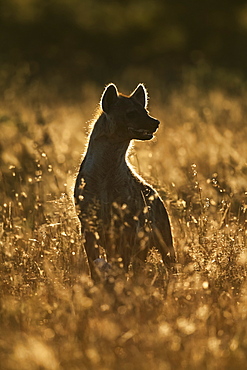 Rimlit spotted hyena (Crocuta crocuta) sitting in long grass, Serengeti, Tanzania