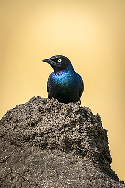 Ruppell long-tailed starling (Lamprotornis purpuroptera) perched on termite mound, Serengeti, Tanzania