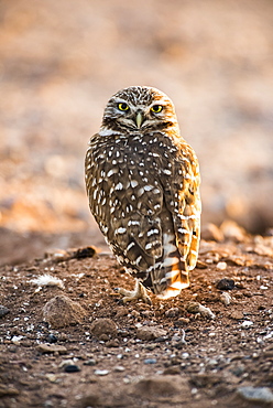 Burrowing Owl (Athene cunicularia) perched on the ground with head turned to look backwards, Casa Grande, Arizona, United States of America