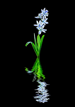 Art style image of white and purple tulip 'Rembrandt' reflected in water; Studio